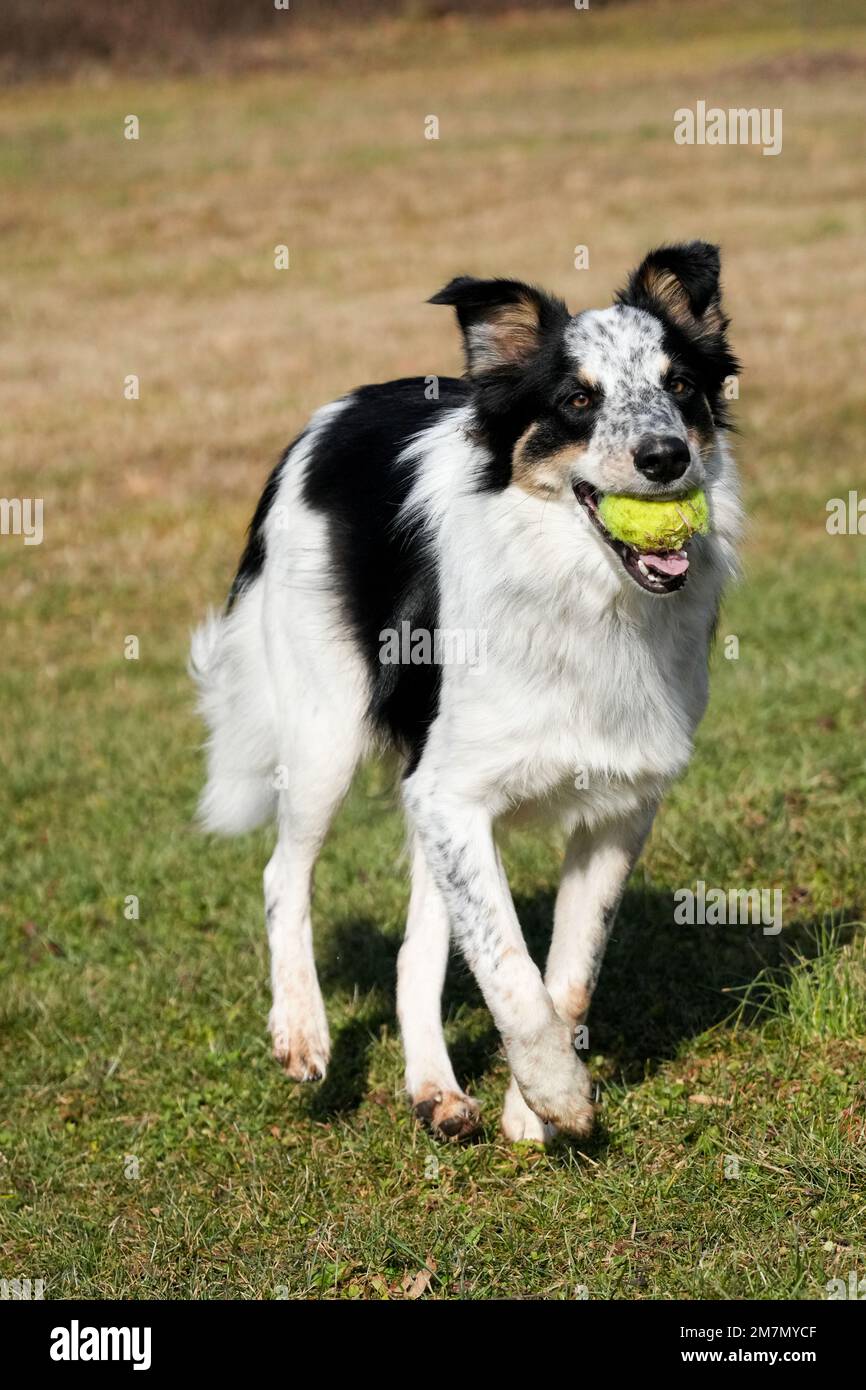 Border Collie Rinderhund läuft und spielt auf dem Feld. Fokussiert. Keine Menschen. Gras und grüne Bäume im Hintergrund. Stockfoto