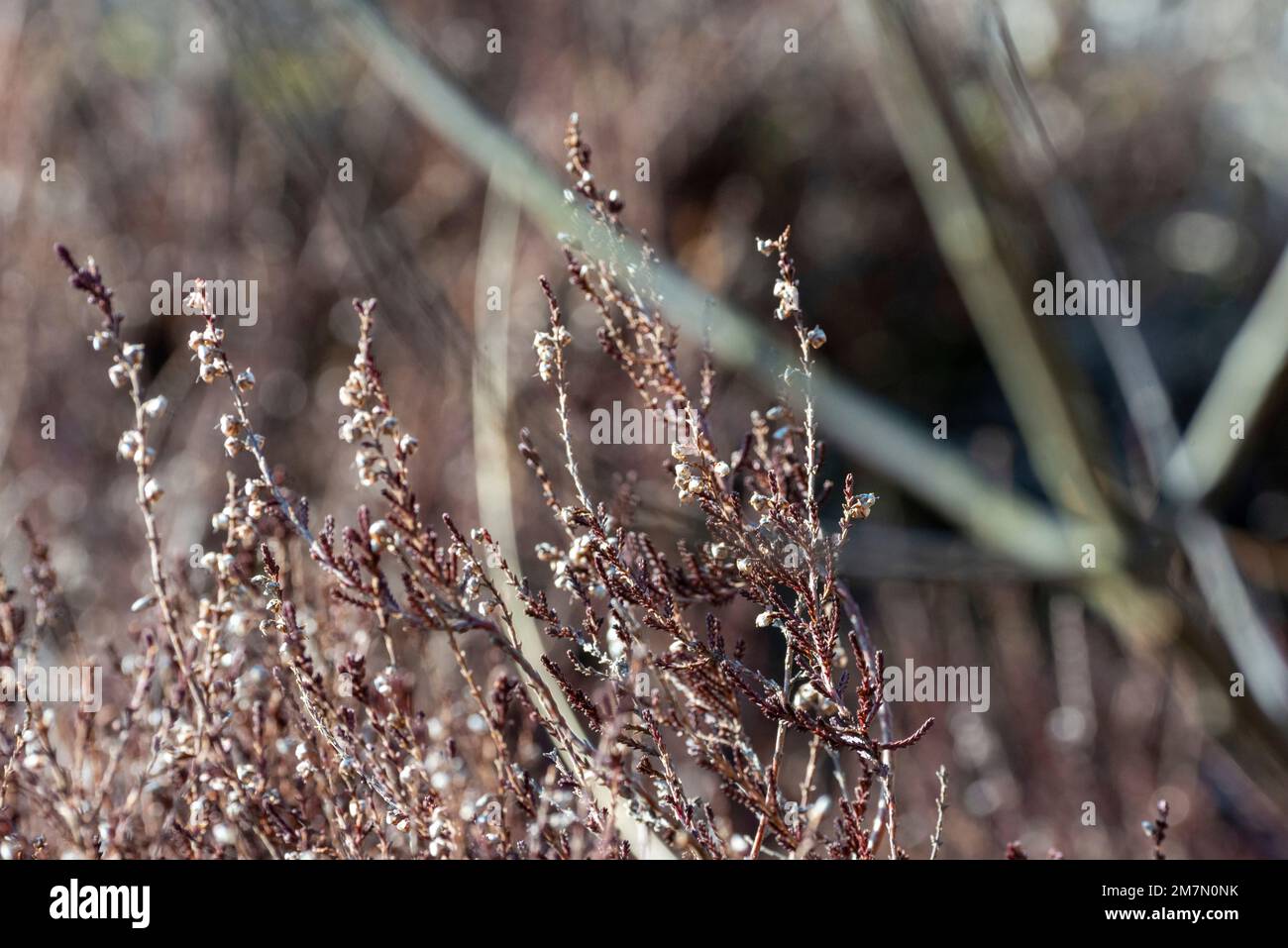 Landschaft, Frühling, bayern, Heidebüsche, Moorlandschaft Stockfoto