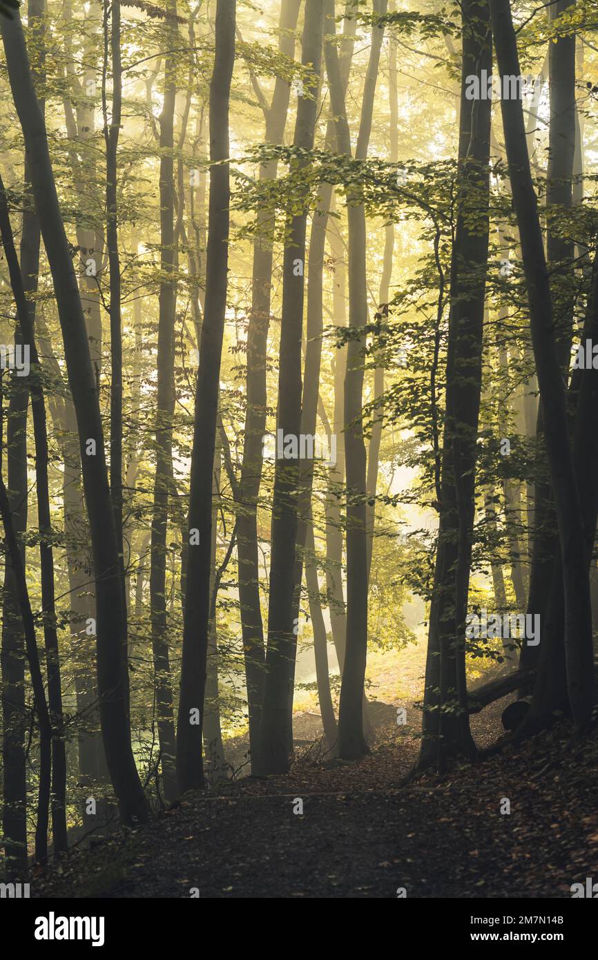 Am Herbstmorgen im Wald Licht streuen, Waldweg mit Buchenbäumen Stockfoto