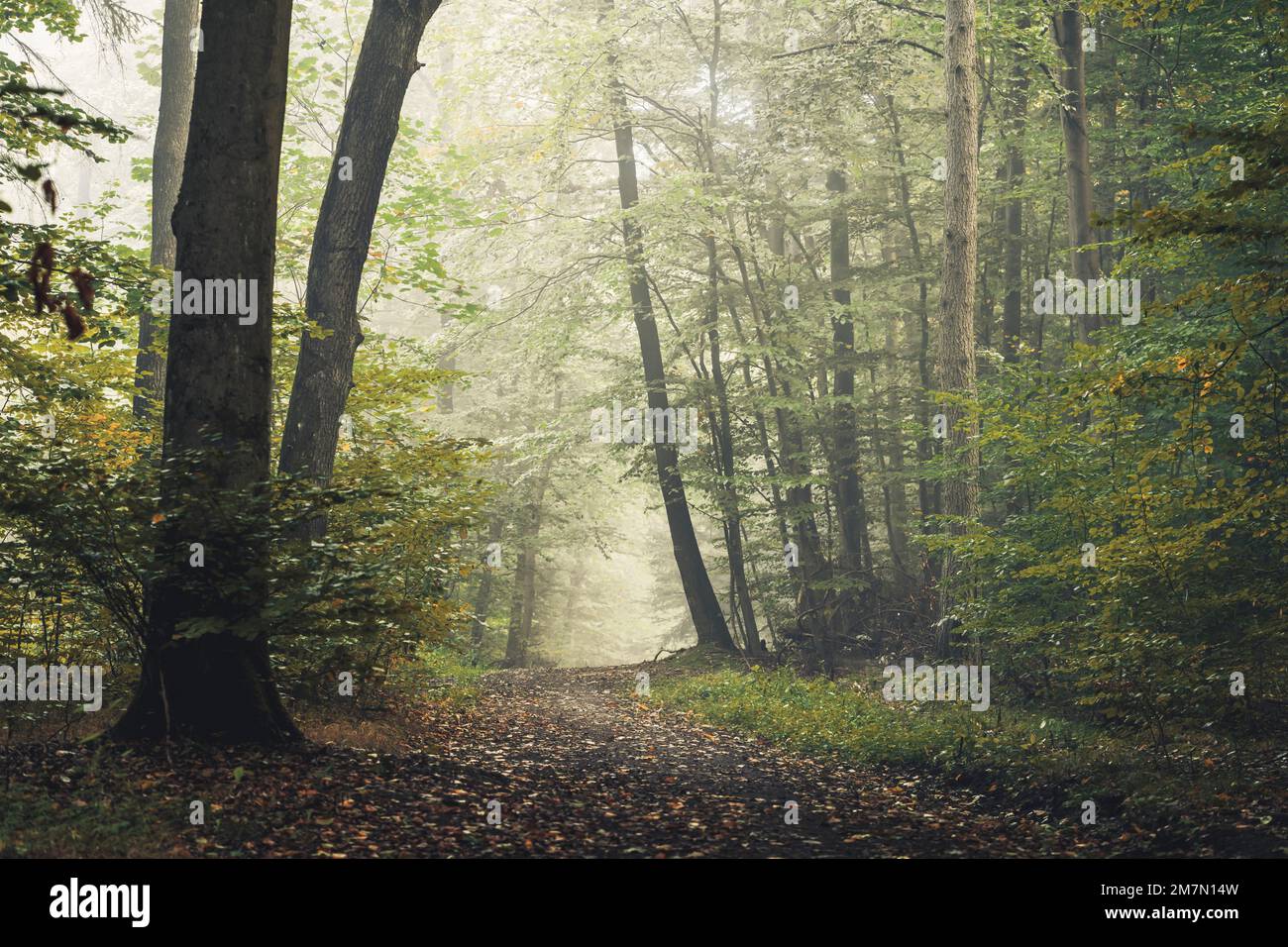 Waldweg in Habichtswald bei Kassel, im Herbst grüne Bäume auf einem kurvenreichen Pfad Stockfoto