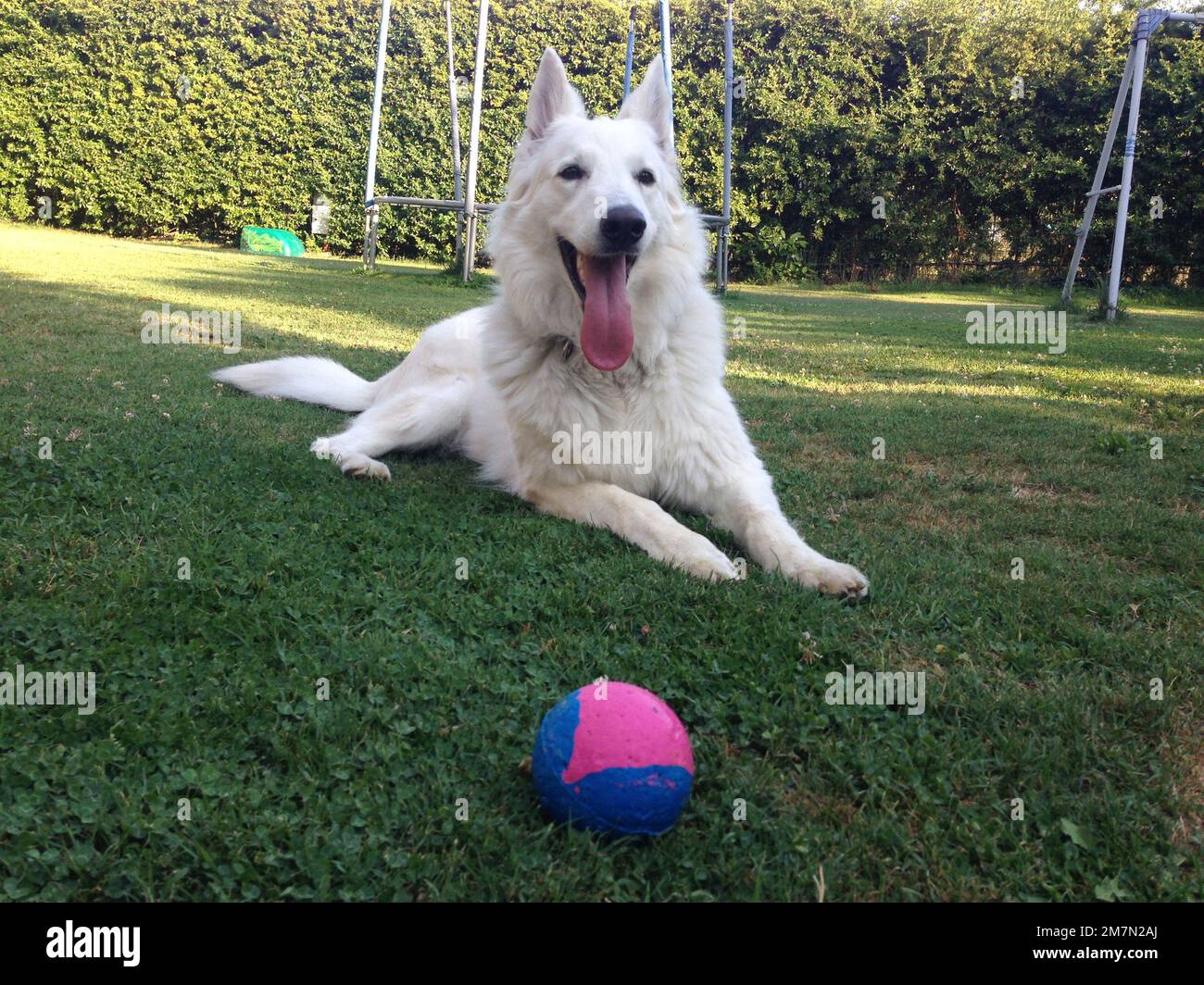 Pastore svizzero - Schweizer Schäferhund Stockfoto