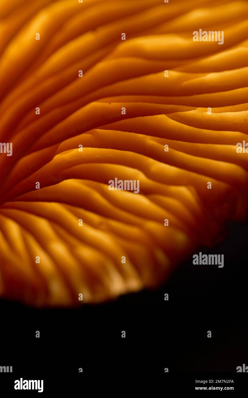 Pilze, Trompetenpfifferling, Lamellen, Hintergrundbeleuchtung, Details Stockfoto