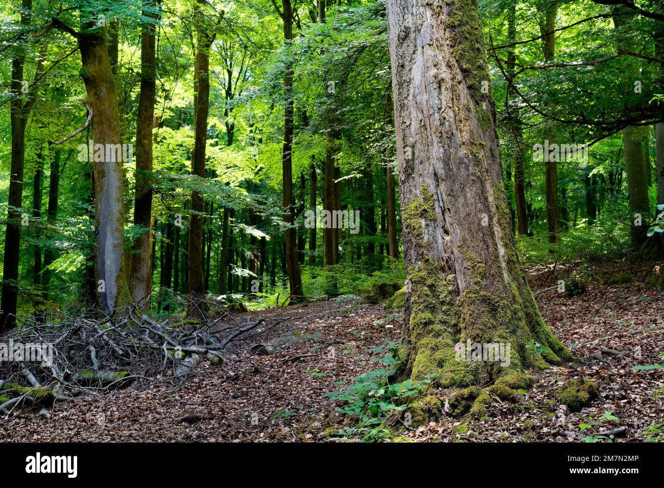 Europa, Deutschland, Rheinland-Pfalz, Hümmel, Natur, Wald, Waldgebiet, Mischwald, Laubbäume, Laubbäume, Hintergrundbeleuchtung, Buchen, Buche, fagus, Baumstumpf, Sterben, niemand, keine Menschen Stockfoto