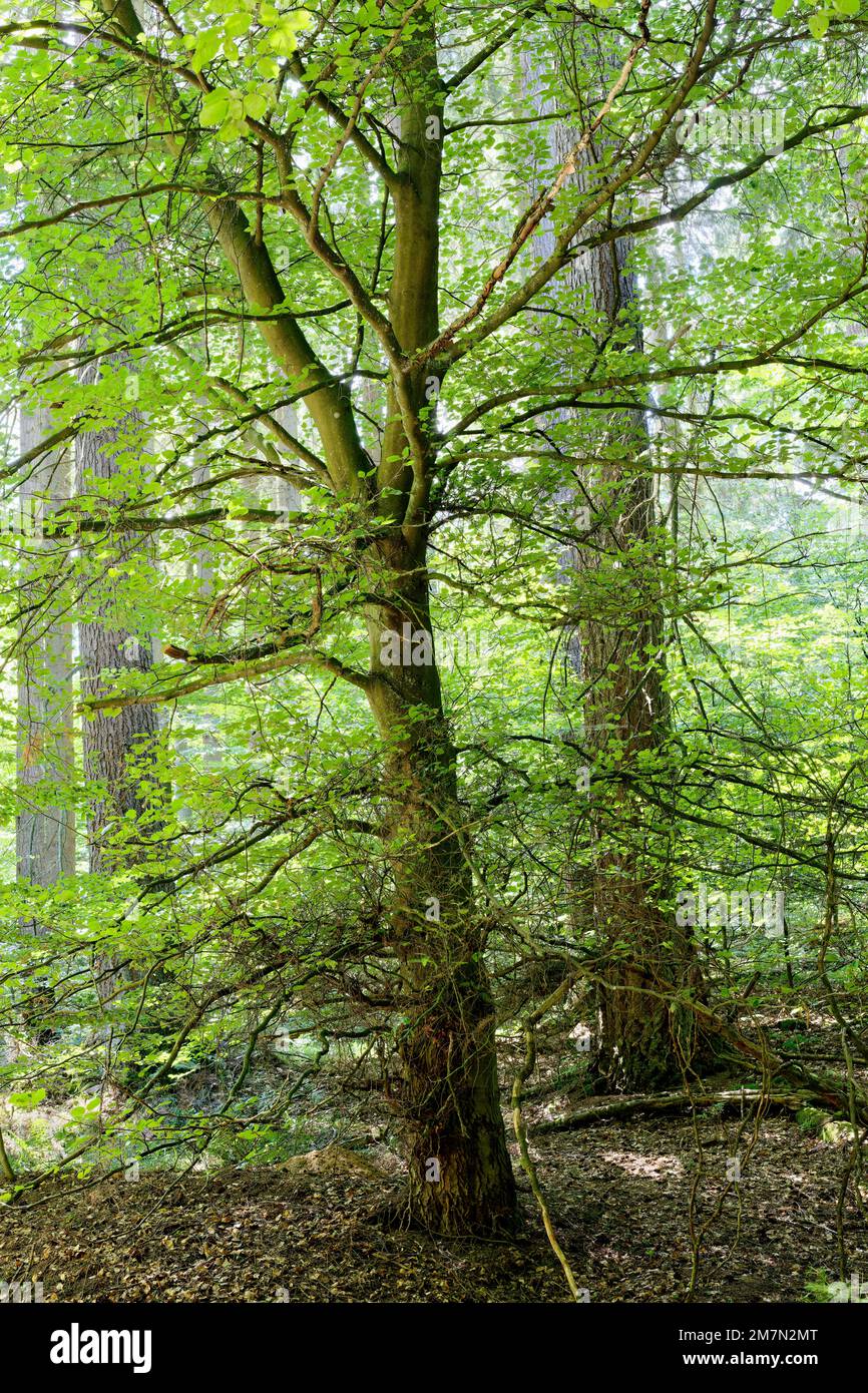 Europa, Deutschland, Rheinland-Pfalz, Hümmel, Wald, Baum, Buche, fagus, einzelner Baum, Sommer, Sommerlicht, Seitenlicht, Wachstum, zart, jung, Farbklima, grün, hell, gesund, lebendig, Wiederbeleben, positiv, niemand, keine Menschen Stockfoto