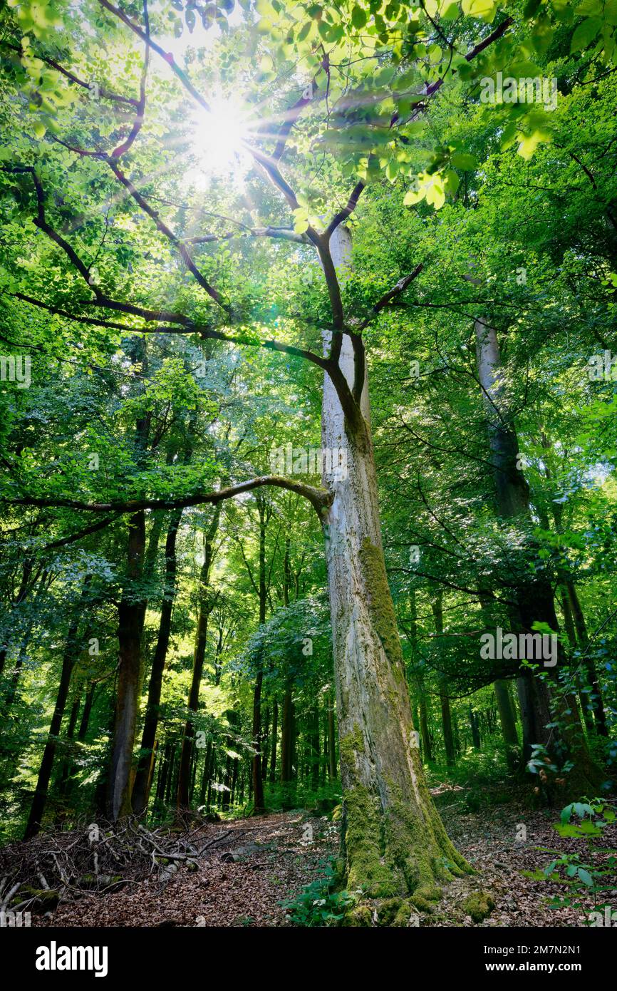 Europa, Deutschland, Rheinland-Pfalz, Hümmel, Natur, Wald, Waldgebiet, Mischwald, Laubbäume, grün, Laubbaum, Laub, Buchenwald, Hintergrundbeleuchtung, Buche, Buchen, fagus, Baumtod, sterbender, sterbender Baum, Niemand, keine Leute Stockfoto