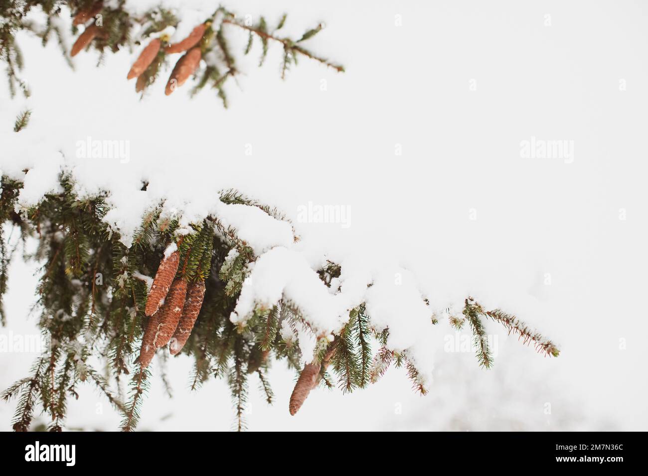 Kiefernzapfen mit Schnee bedeckt Stockfoto