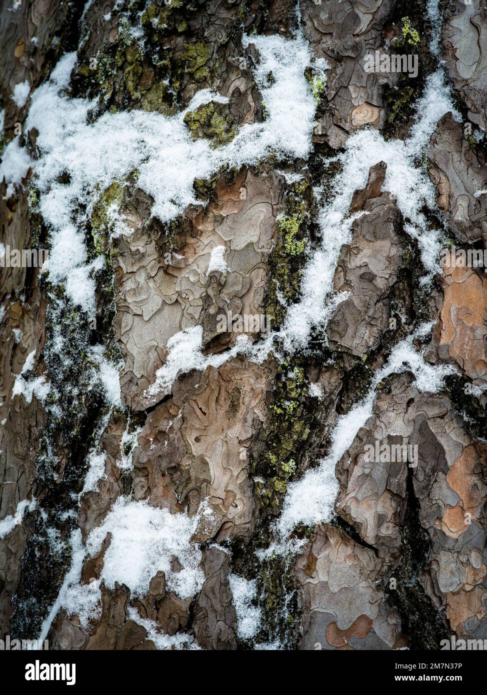 Bellen mit Schnee, Nahaufnahme Stockfoto