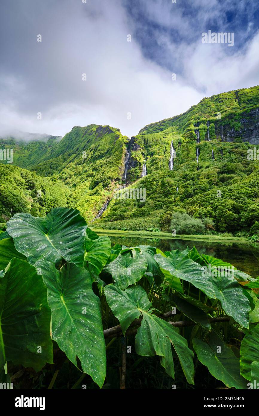 Wasserfälle am Poco da Ribeira do Ferreiro, einem Naturschutzgebiet. Im Vordergrund die Riesenblätter des Inhame (Colocasia antiquorum). Insel Flores, A Stockfoto