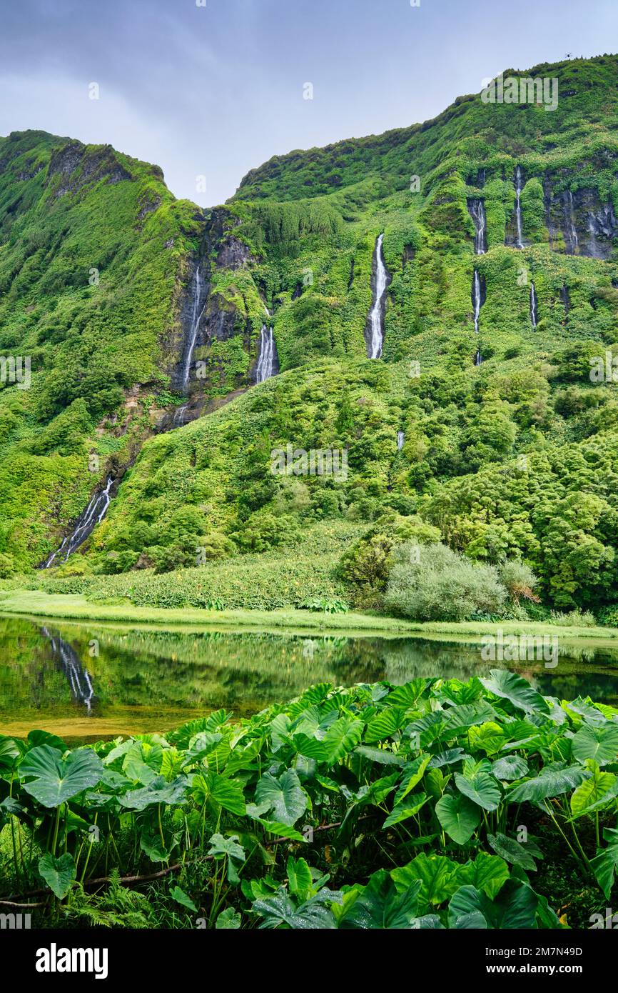 Wasserfälle am Poco da Ribeira do Ferreiro, einem Naturschutzgebiet. Im Vordergrund die Riesenblätter des Inhame (Colocasia antiquorum). Insel Flores, A Stockfoto