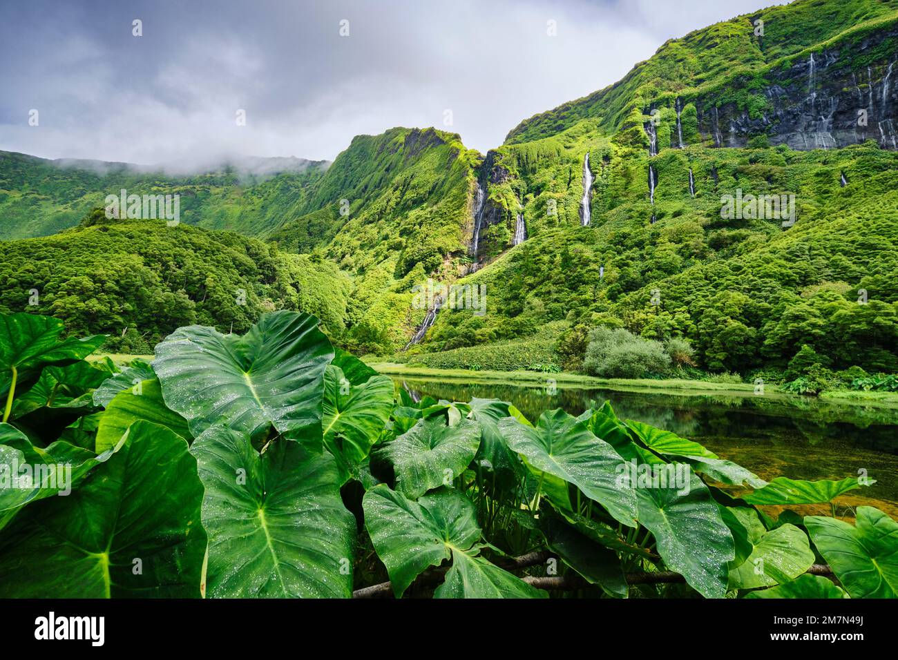 Wasserfälle am Poco da Ribeira do Ferreiro, einem Naturschutzgebiet. Im Vordergrund die Riesenblätter des Inhame (Colocasia antiquorum). Insel Flores, A Stockfoto