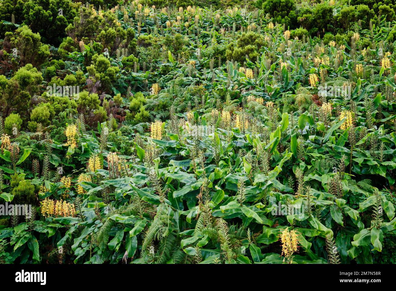 CanaRoca (Hedychium gardnerianum) Planta que floresce kein Finale