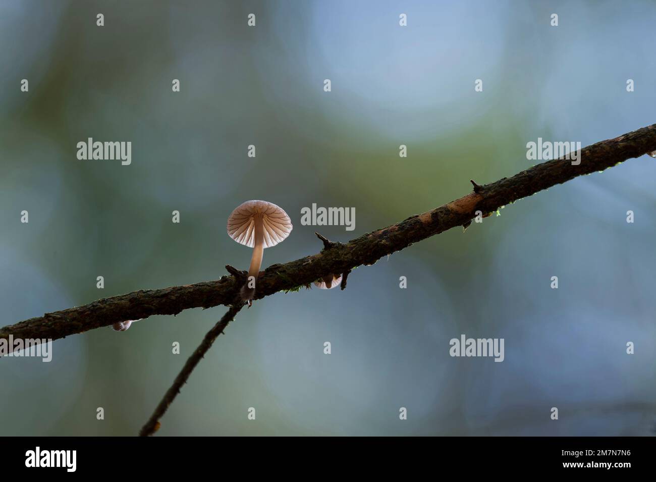 Ein winziger Helminth (Mycena), der auf einem Zweig wächst, Naturpark Pfälzerwald, Biosphärenreservat Pfälzerwald-Nordvogesen, Deutschland, Rheinland-Pfalz Stockfoto