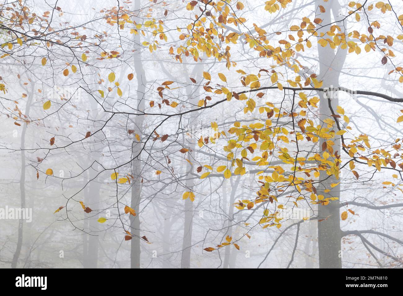 Rotbuche in Herbstblättern, neblige Atmosphäre, Naturpark Pfälzerwald, Biosphärenreservat Pfälzerwald-Nordvogesen, Rheinland-Pfalz, Deutschland Stockfoto