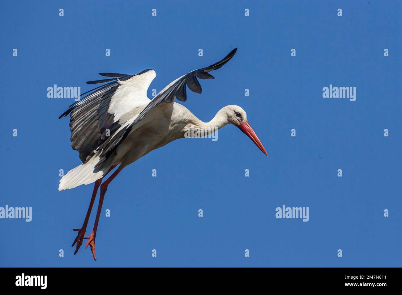 Storch im Flug Stockfoto