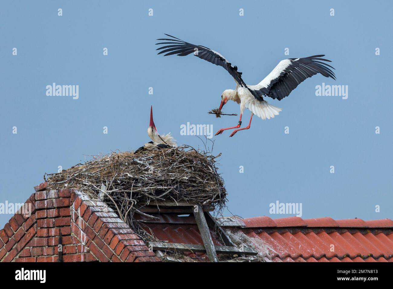 Weißer Storch mit Nestmaterial nähert sich dem Nest Stockfoto