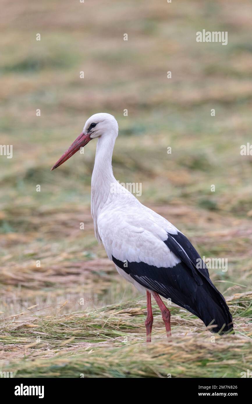 Weißstorch-Futtersuche Stockfoto