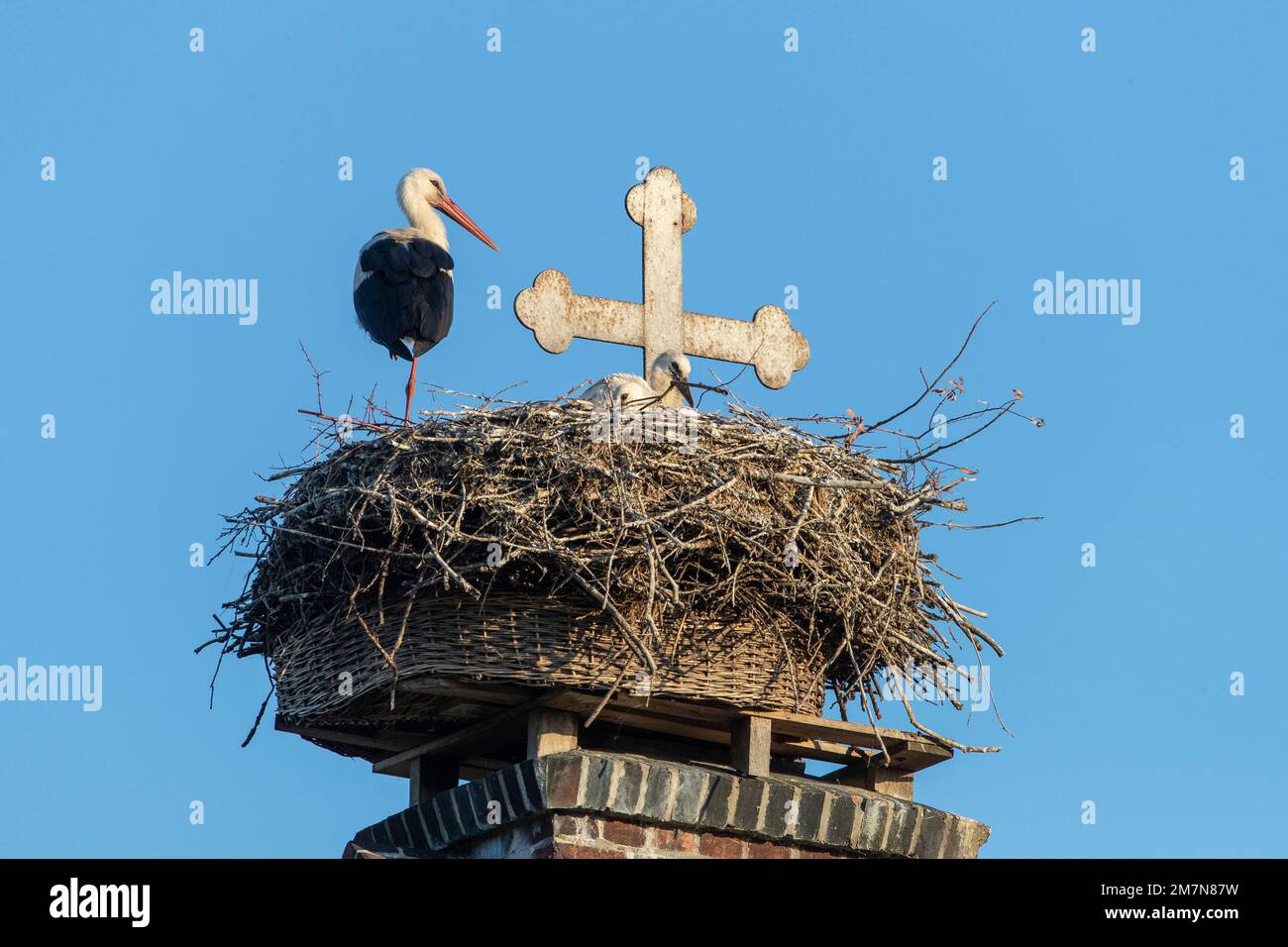 Weißer Storch im Nest auf dem Kirchendach Stockfoto