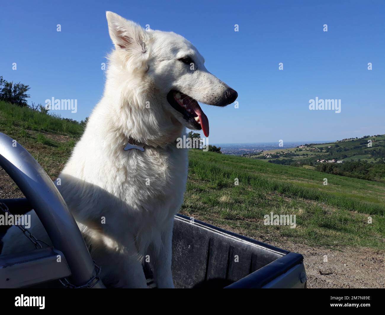 Pastore svizzero - Schweizer Schäferhund Stockfoto