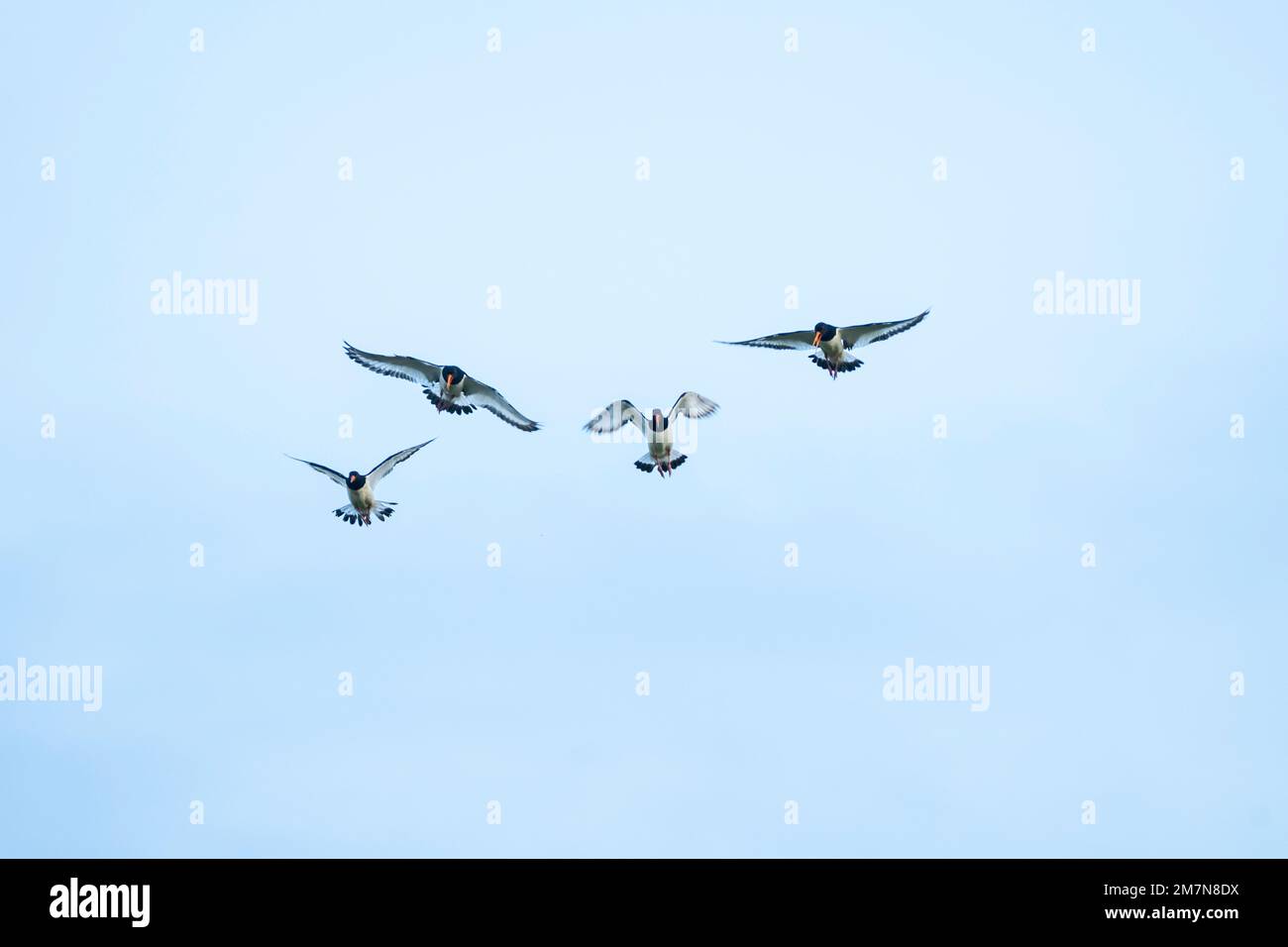 Austernfischer (Haematopus ostralegus), Gruppe im Flug. Stockfoto