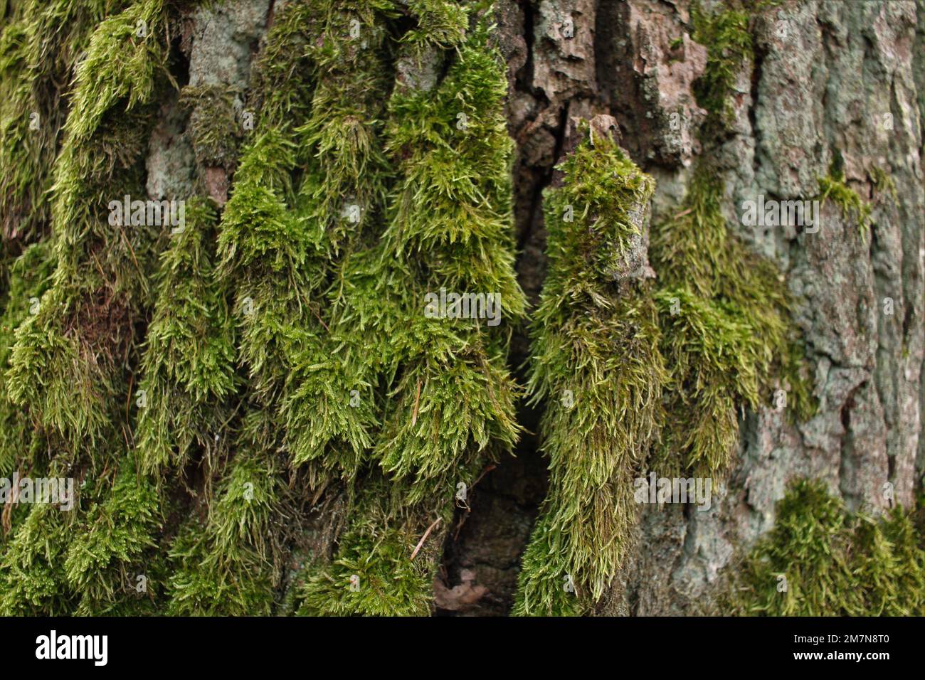 Moos auf dem Baum Stockfoto