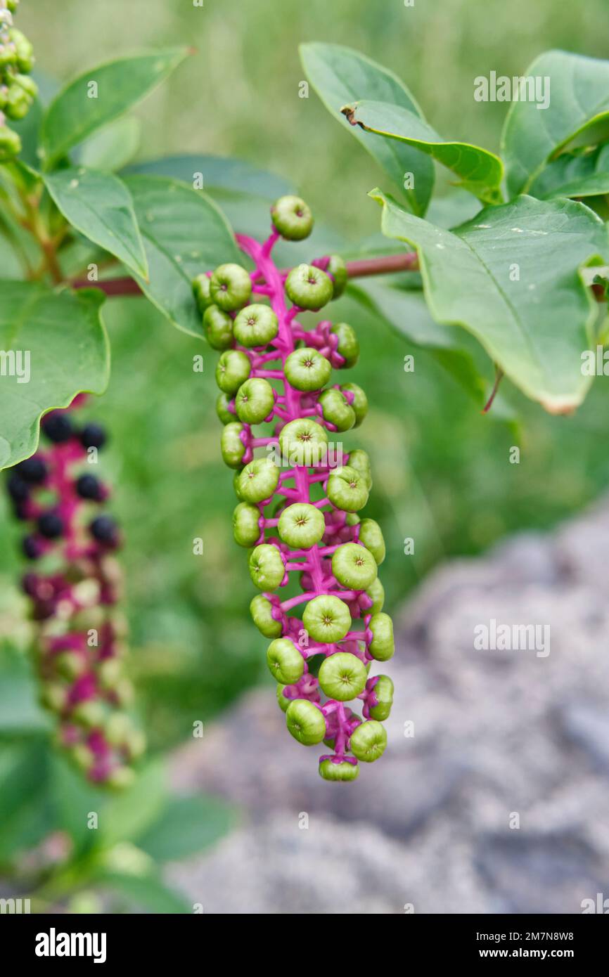 Fitolaca (Phytolacca americana), invasive Pflanze auf den Azoren mit Ursprung in Amerika. Flores Island, Azoren-Archipel. Portugal Stockfoto