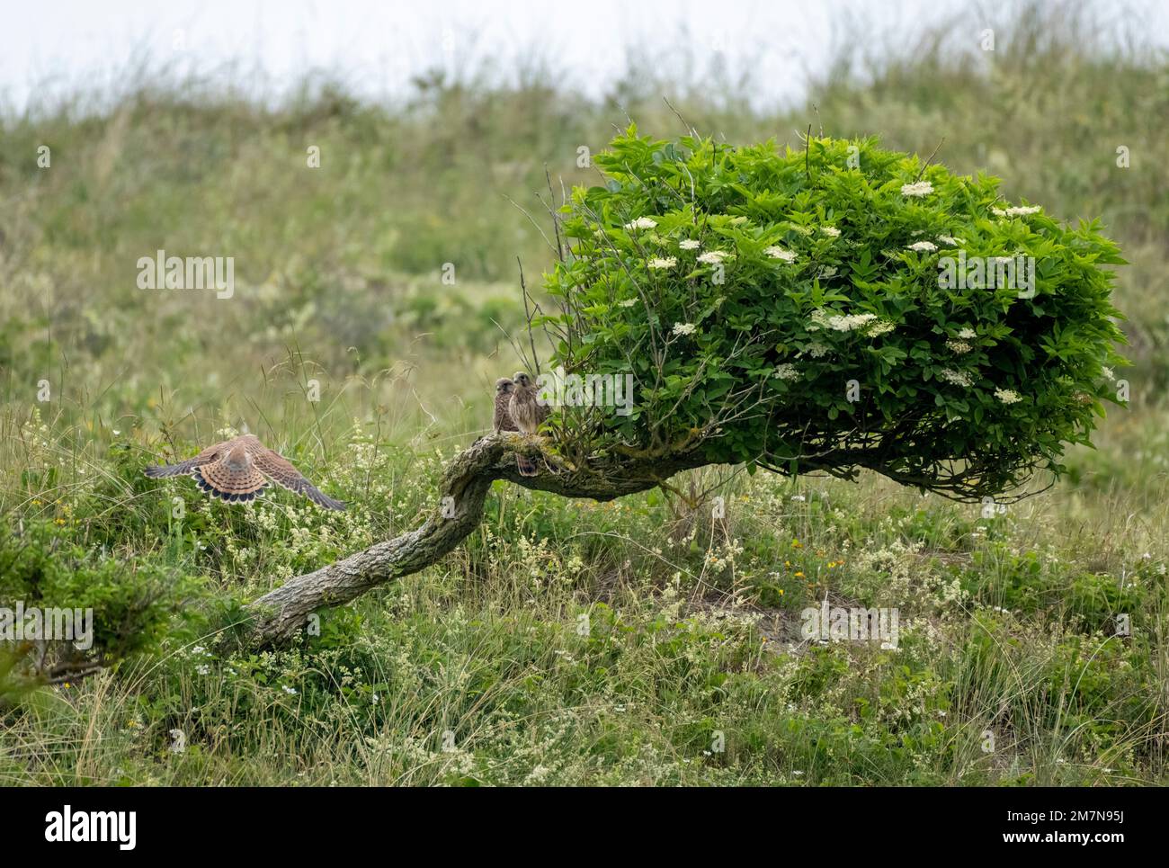 Deutschland, Moorweihe (Circus aeruginosus), aktive Jungvögel. Stockfoto