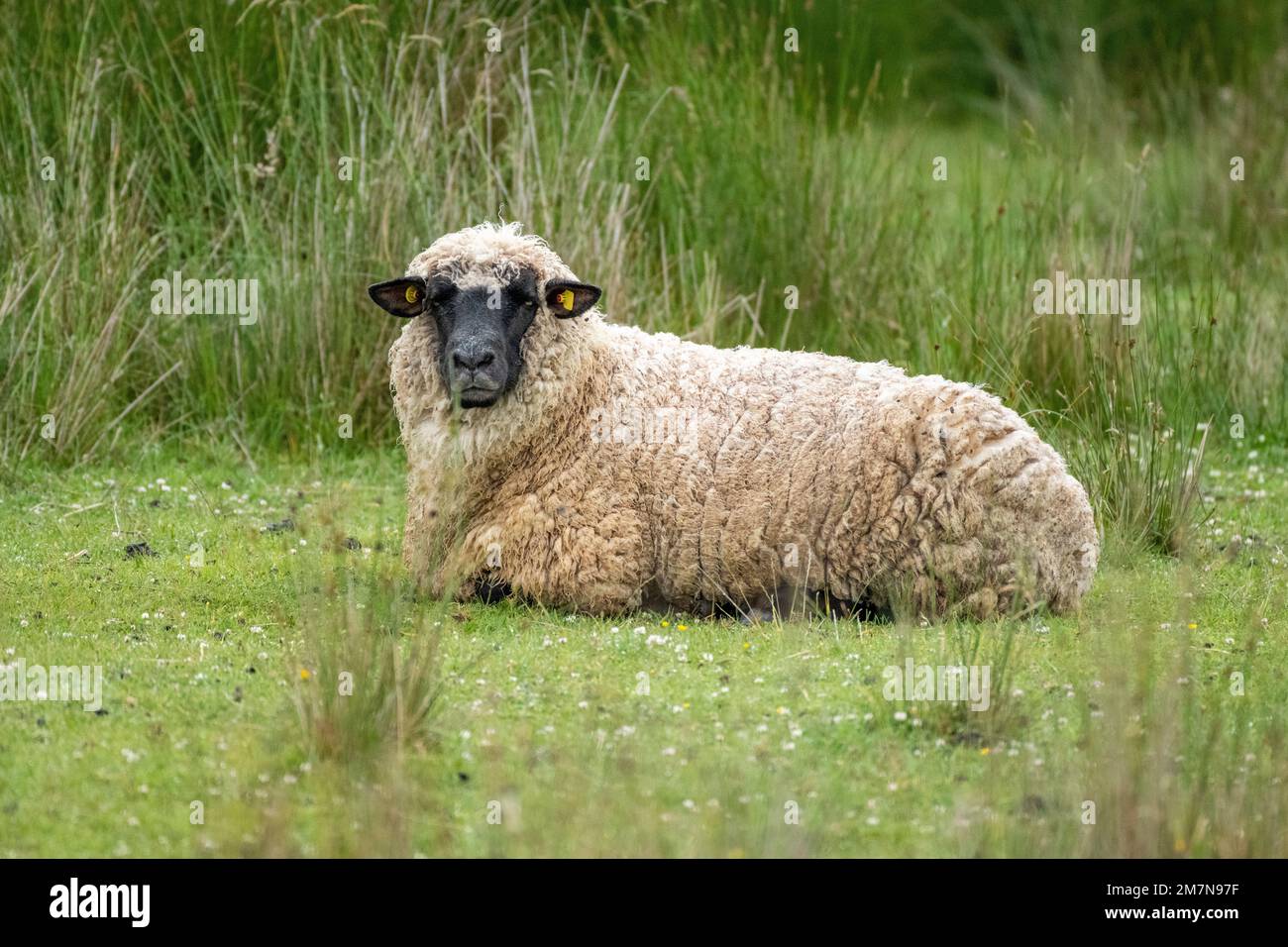 Deutschland, Ostfriesien, Schafe auf der Insel Juist. Stockfoto