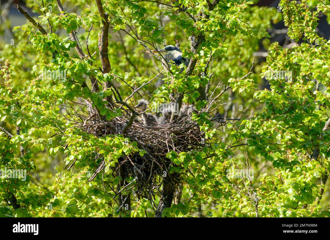 Graureiher (Ardea cinerea) auch Reiher, Blick auf ein Nest mit jungen Graureihern, etwa 13 Tage alt. Stockfoto