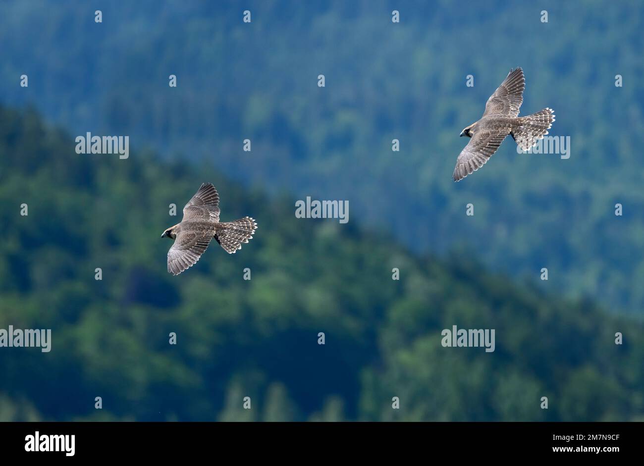 Wanderfalke (Falco peregrinus), junge Wanderfalken im Flug. [M] Stockfoto