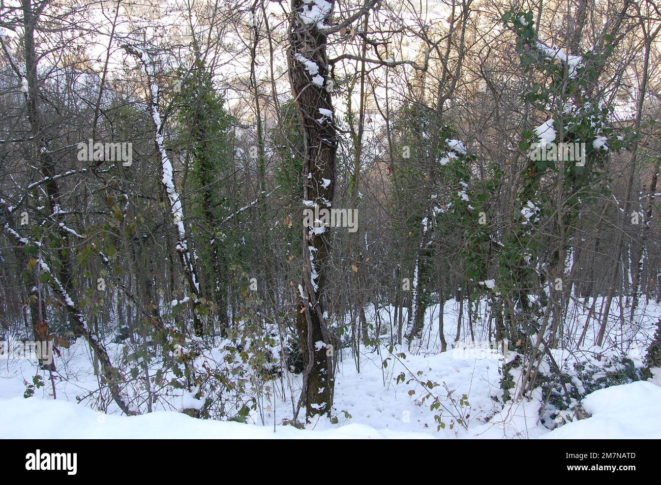 Sassi di Roccamaltina - Sassi von Roccamalatina Stockfoto
