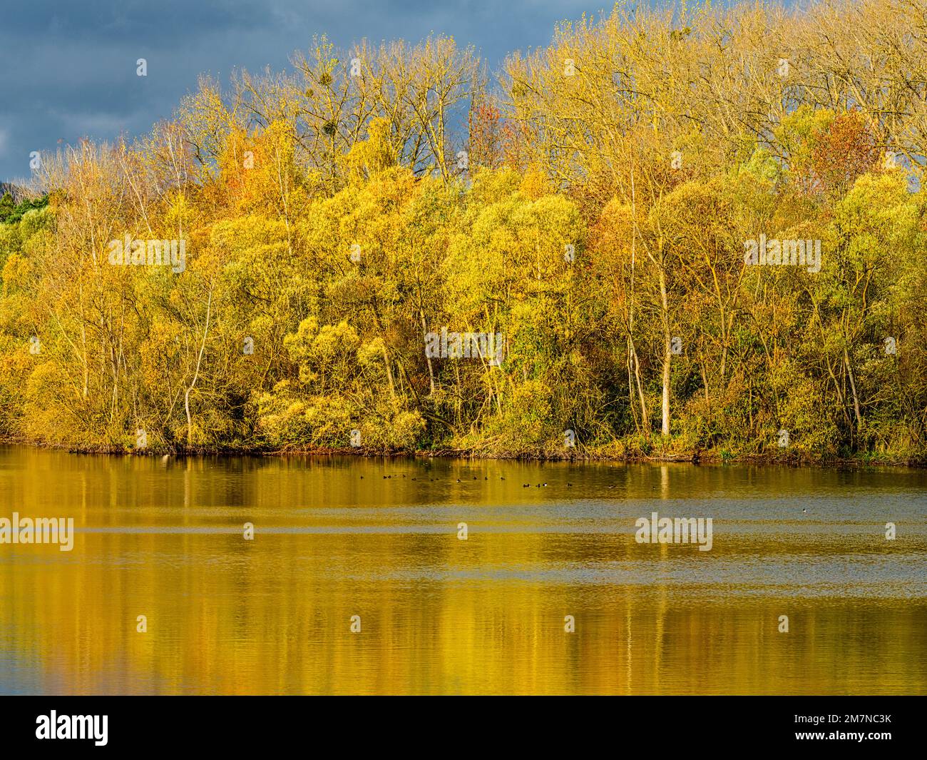 Europa, Deutschland, Hessen, Waldecker Land, Naturpark Kellerwald-Edersee, Naturschutzgebiet auf den Eder-Wiesen bei Edertal-Mehlen Stockfoto