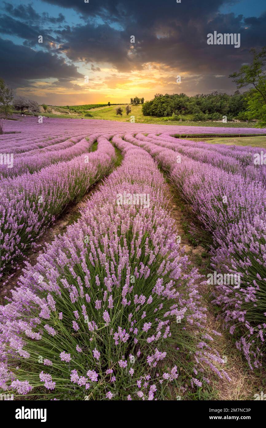 Wunderschönes Lavendelfeld, Lavandula angustifolia bei Sonnenuntergang, Landschaftsfoto in Köröshegyi, Balaton, Ungarn Stockfoto