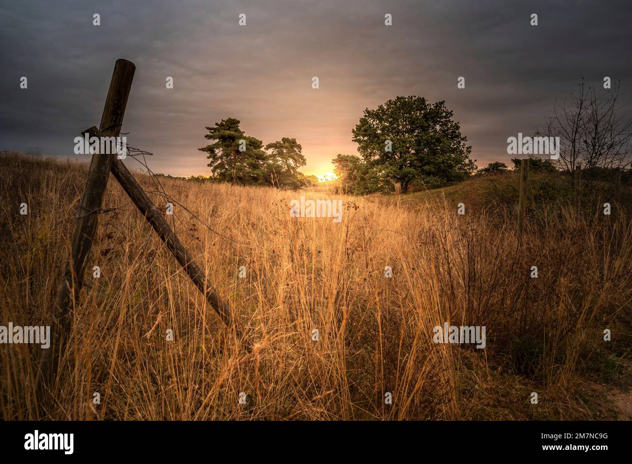 Landschaftsaufnahmen auf einer mageren Wiese, Sonnenaufgang zwischen Bäumen, Festland, Mainz, Deutschland Stockfoto