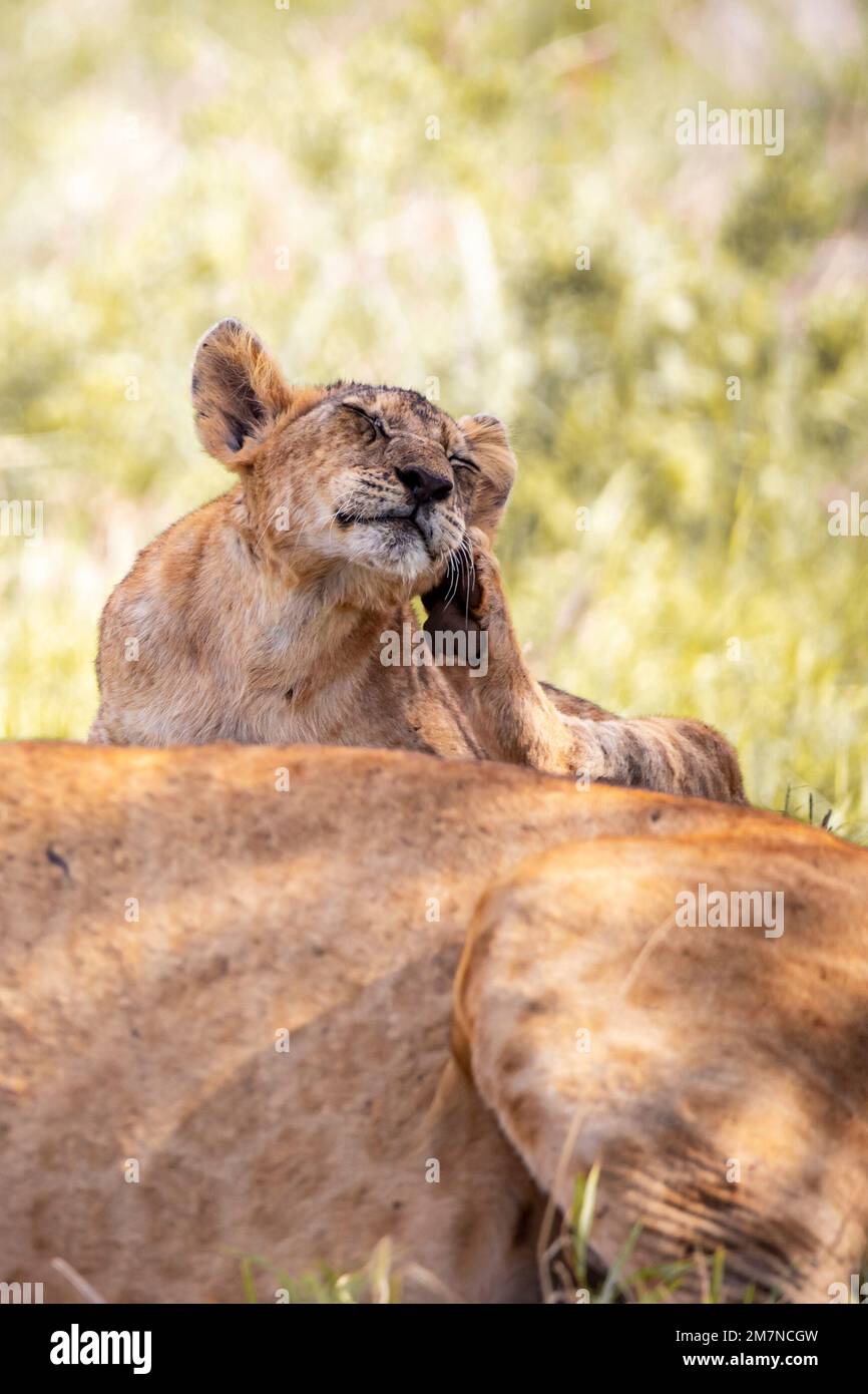 Afrikanische Löwen (Panthera leo), Löwin, die mit ihren Jungen im Gras der Savanne liegt, sich selbst kratzen, Tsavo West Nationalpark, Taita Hills, Kenia, Afrika Stockfoto