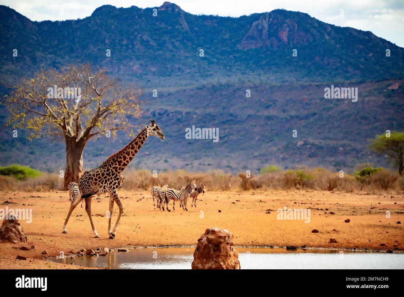 Maasai Giraffe, Giraffa Tippelskirchi ( camelopardalis ) nach dem Trinken am Wasserloch. Mit Vögeln, Maden hacken Stars am Hals, Tsavo West, Kenia, Afrika Stockfoto