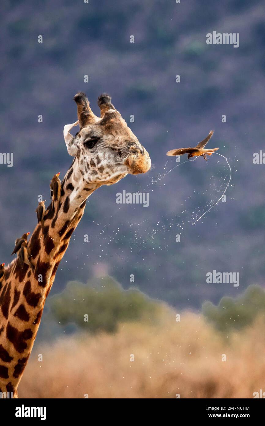 Maasai Giraffe, Giraffa Tippelskirchi ( camelopardalis ) nach dem Trinken am Wasserloch. Mit Vögeln, Maden, die Stare am Hals hacken und vor ihrem Gesicht fliegen, Tsavo West, Kenia, Afrika Stockfoto