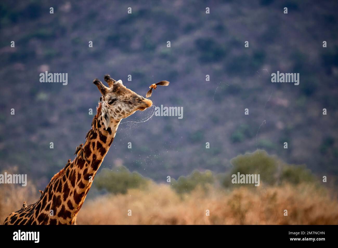 Maasai Giraffe, Giraffa Tippelskirchi ( camelopardalis ) nach dem Trinken am Wasserloch. Mit Vögeln, Maden, die Stare am Hals hacken und vor ihrem Gesicht fliegen, Tsavo West, Kenia, Afrika Stockfoto
