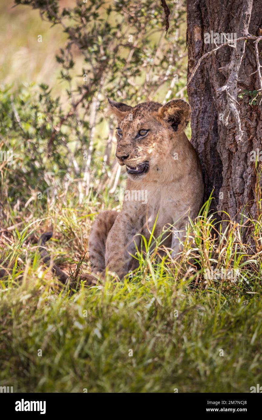 Junger afrikanischer Löwe, Panthera Leo, sitzt im Gras der Savanne an einem Baum. Tsavo West Nationalpark, Taita Hills, Kenia, Afrika Stockfoto