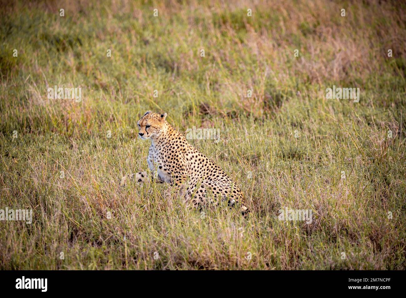 Afrikanischer Gepard, Acinonyx jubatus im Morgenlicht der Savanne des Tsavo West Nationalparks, Taita Hills, Kenia, Afrika Stockfoto