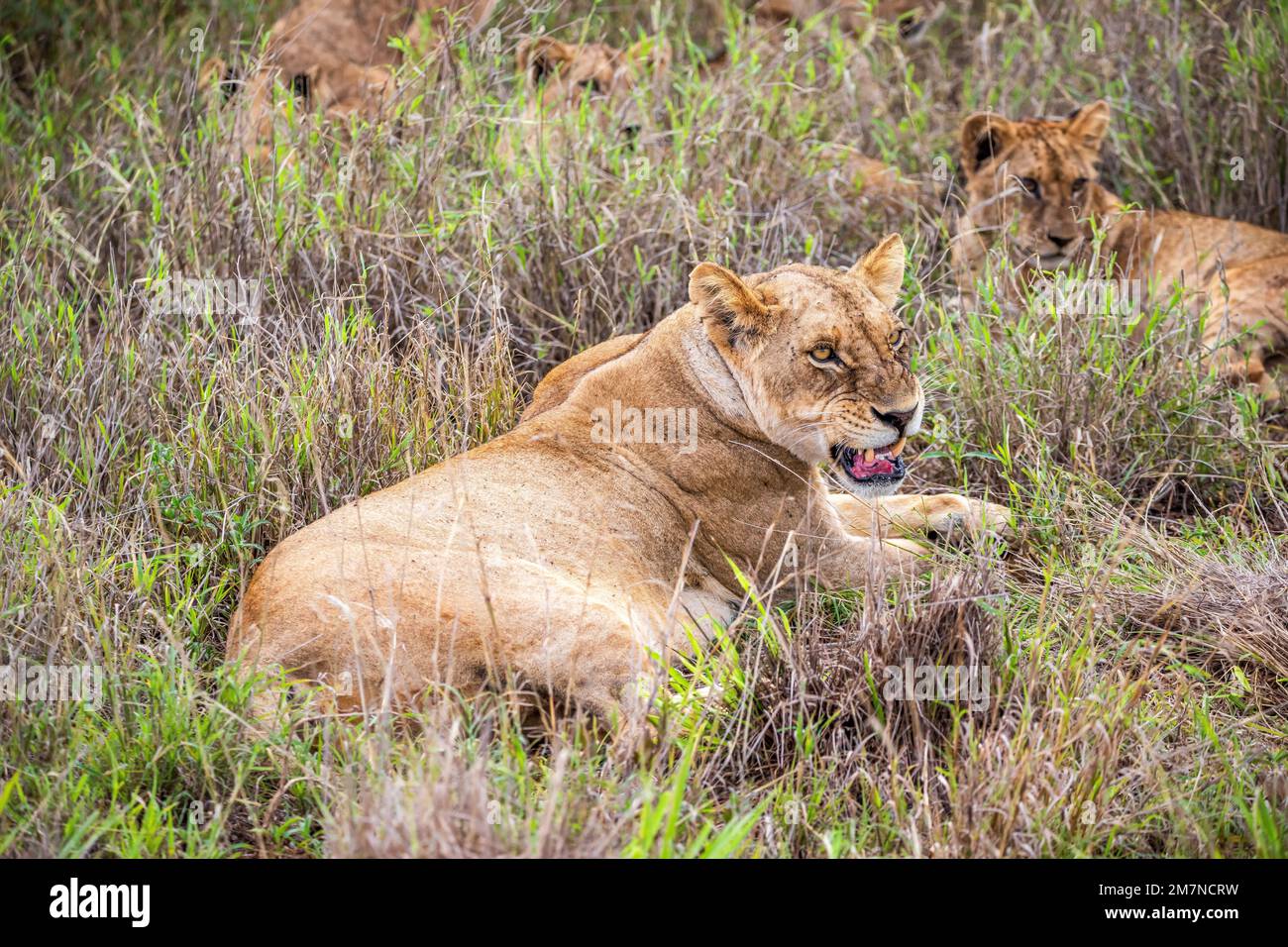 Löwenfamilie, Löwen im Gras der Savanne. Wir haben eine Safari durch den Tsavo West Nationalpark, Taita Hills, Tsavo, Kenia, Afrika gemacht Stockfoto