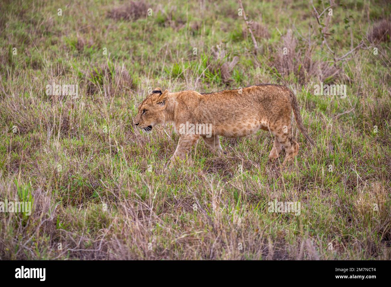 Kleiner Löwe, Panthera leo im Gras der Savanne. Safari im Tsavo West Nationalpark, Taita Hills, Tsavo, Kenia, Afrika Stockfoto