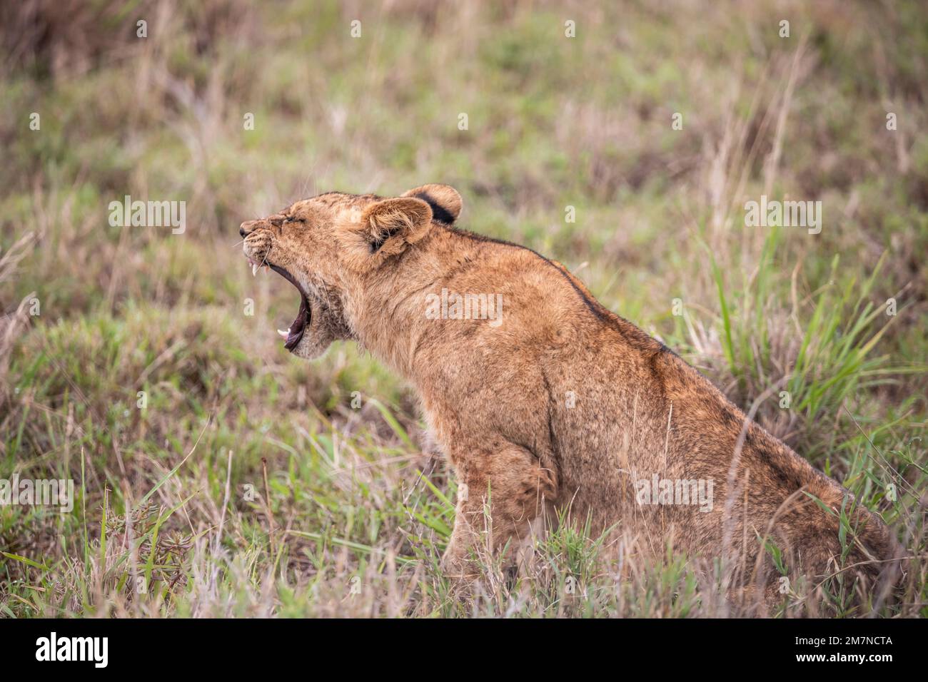 Kleiner Löwe, Panthera leo im Gras der Savanne. Safari im Tsavo West Nationalpark, Taita Hills, Tsavo, Kenia, Afrika Stockfoto