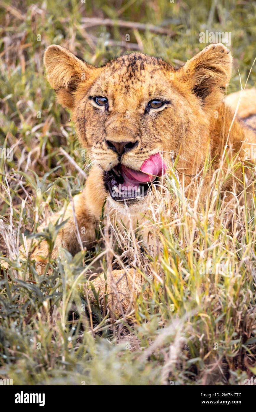 Kleiner Löwe, Panthera leo im Gras der Savanne. Safari im Tsavo West Nationalpark, Taita Hills, Tsavo, Kenia, Afrika Stockfoto