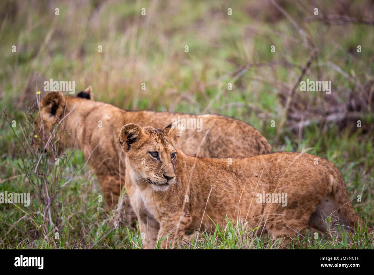 Löwenfamilie, Löwen im Gras der Savanne. Wir haben eine Safari durch den Tsavo West Nationalpark, Taita Hills, Tsavo, Kenia, Afrika gemacht Stockfoto