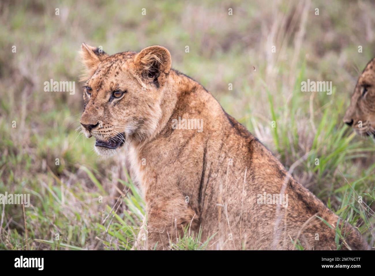 Kleiner Löwe, Panthera leo im Gras der Savanne. Safari im Tsavo West Nationalpark, Taita Hills, Tsavo, Kenia, Afrika Stockfoto