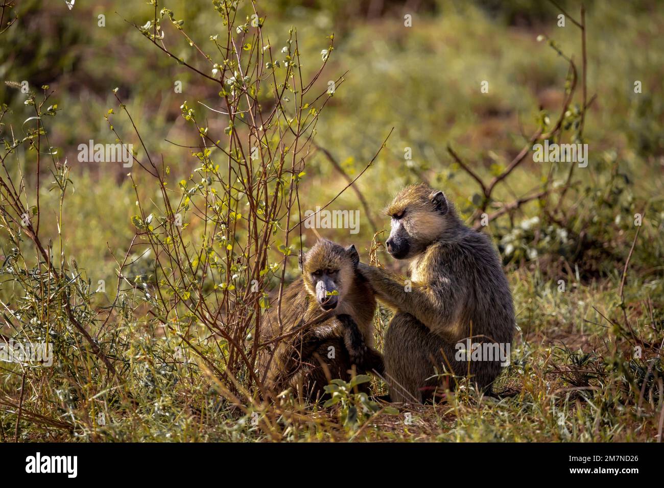 Affen, zwei Paviane (Papio) in Kenia, Afrika Stockfoto