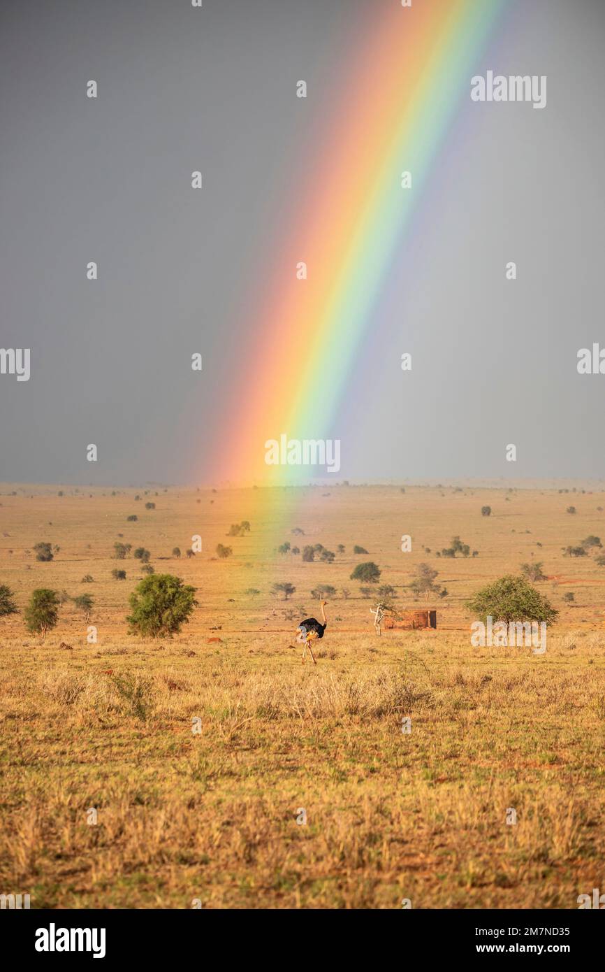Wunderschöne flache Landschaft, Savanne am Morgen, mit Regenbogen. Safari im Tsavo West Nationalpark, Taita Hills, Tsavo, Kenia, Afrika Stockfoto