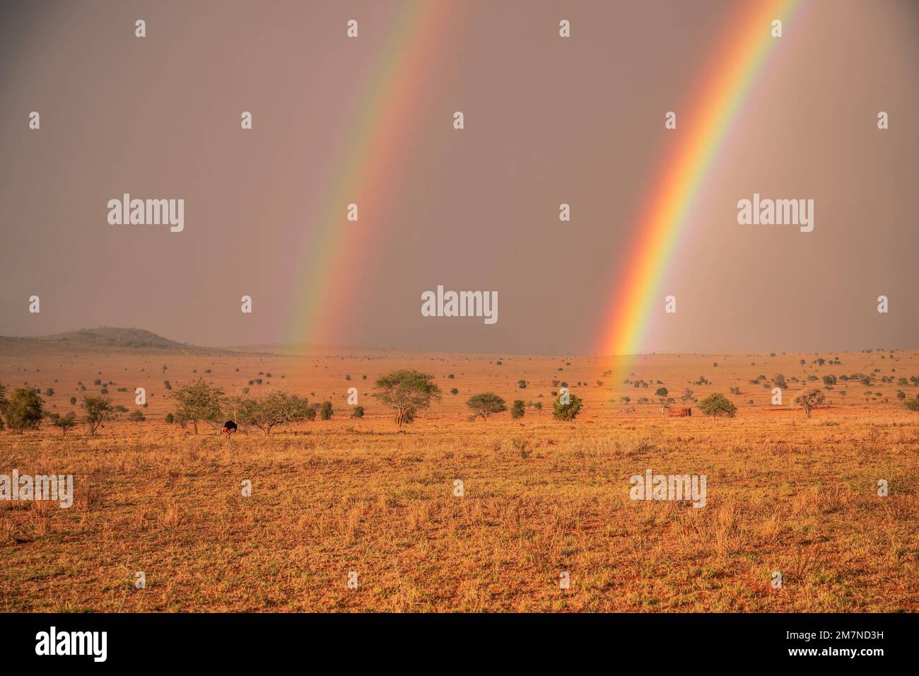 Wunderschöne flache Landschaft, Savanne am Morgen, mit Regenbogen. Safari im Tsavo West Nationalpark, Taita Hills, Tsavo, Kenia, Afrika Stockfoto