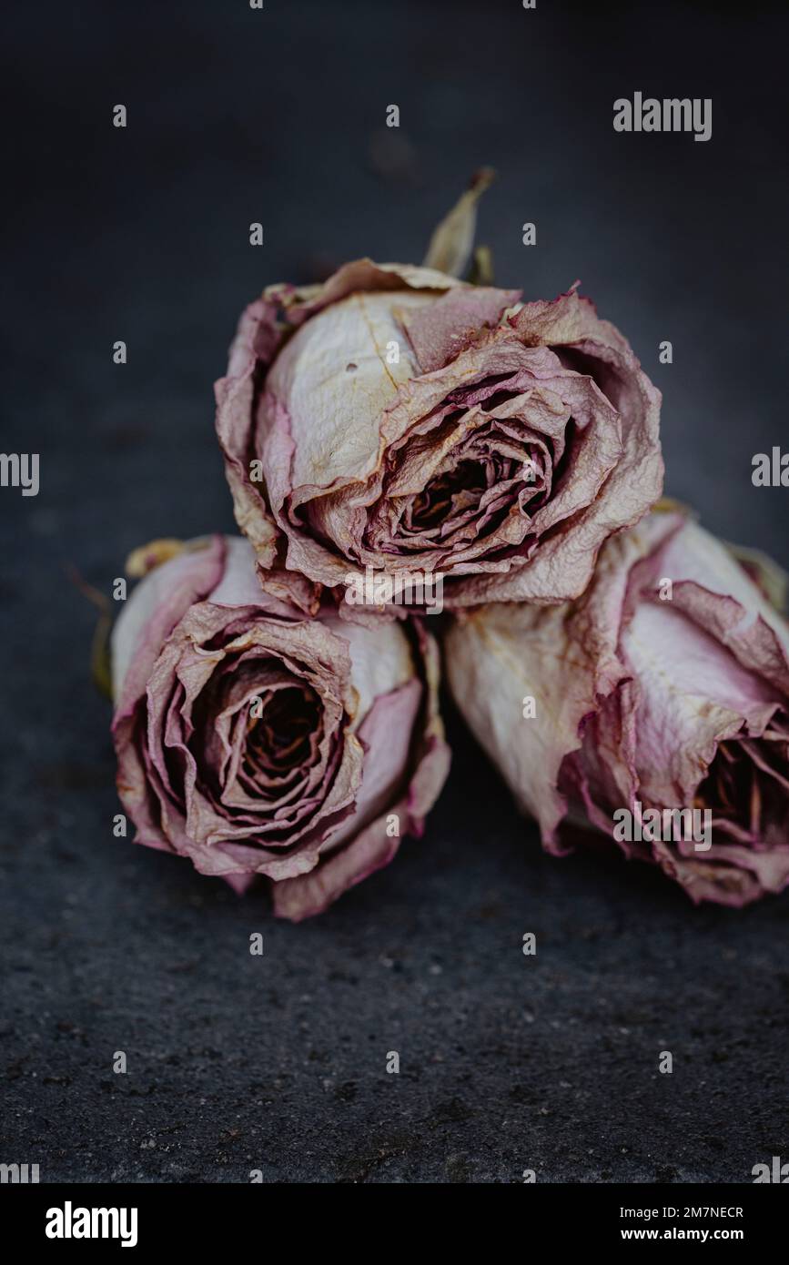 Drei verwelkte Rosen auf grauem Steinboden Stockfoto