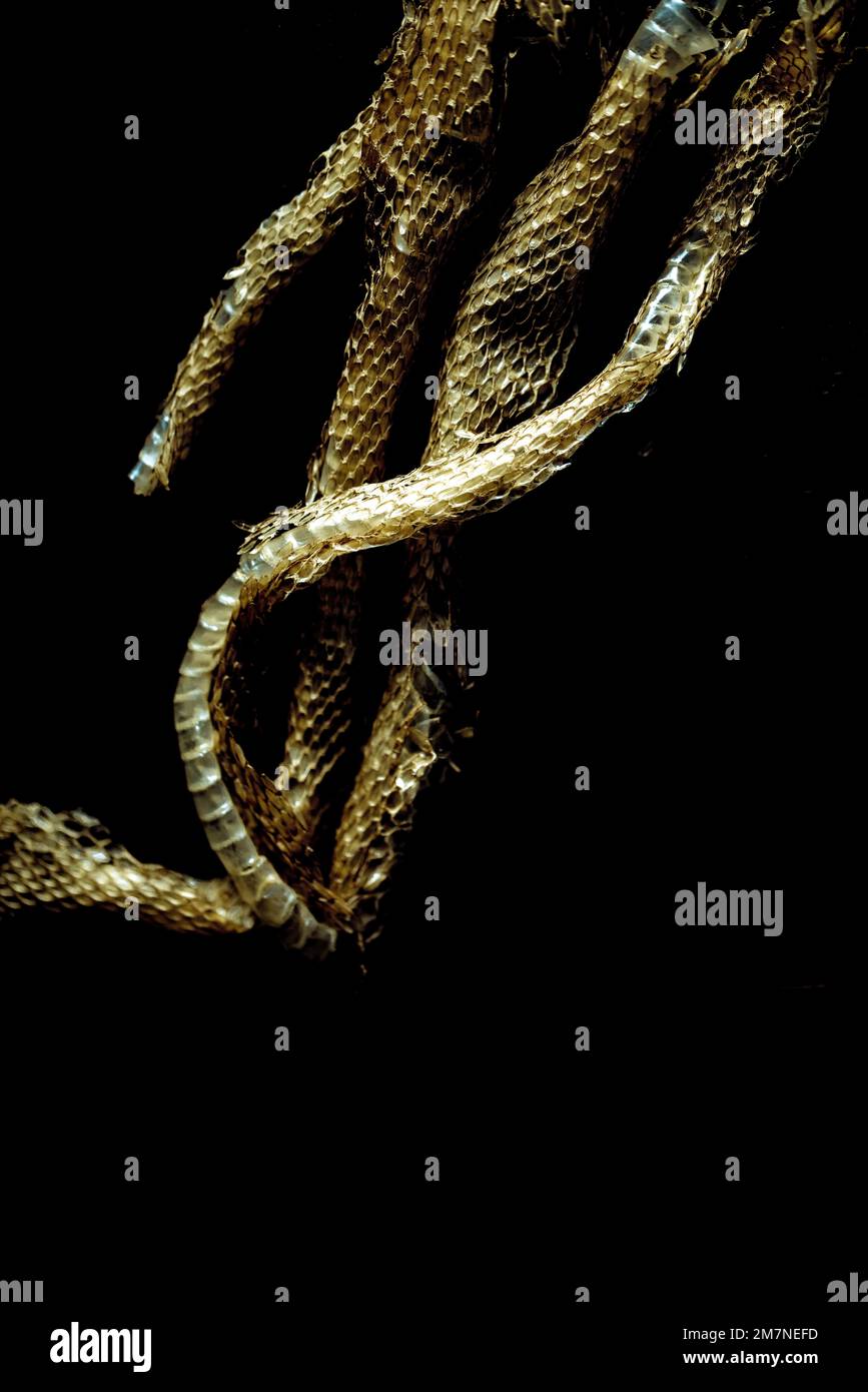 Schlangenhaut auf schwarzem Hintergrund Stockfoto
